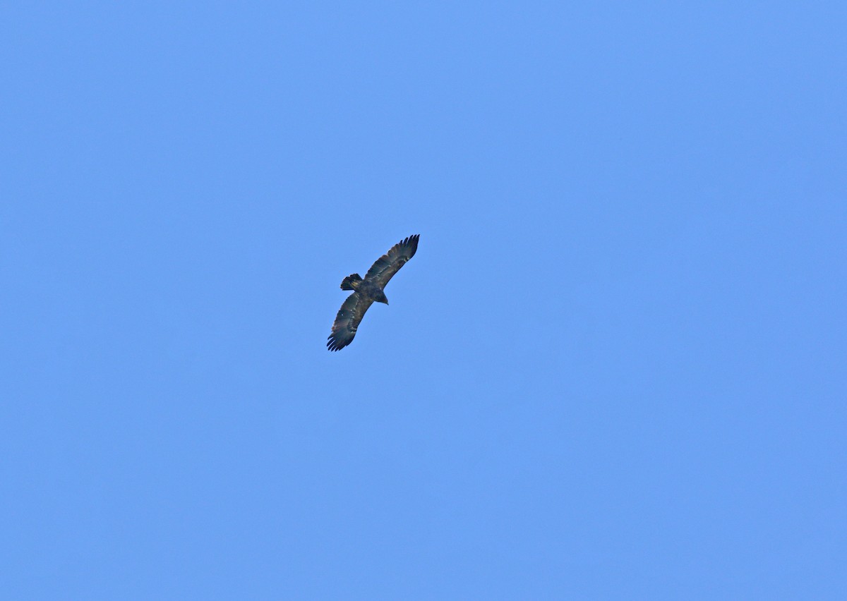 Lesser Spotted Eagle - ML620112119