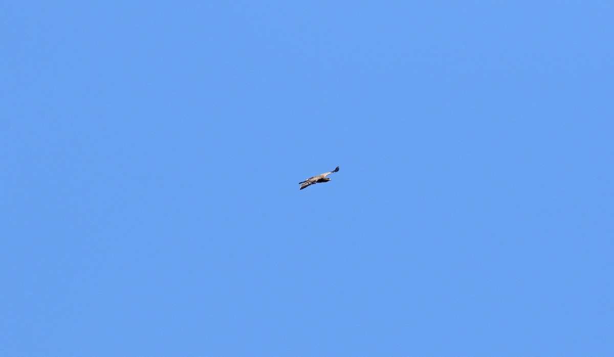 Lesser Spotted Eagle - ML620112121