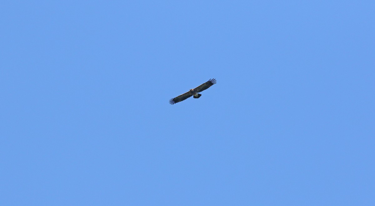 Lesser Spotted Eagle - ML620112122