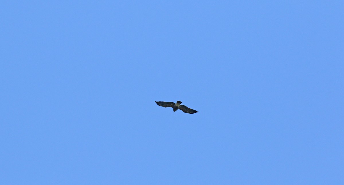 Lesser Spotted Eagle - ML620112124