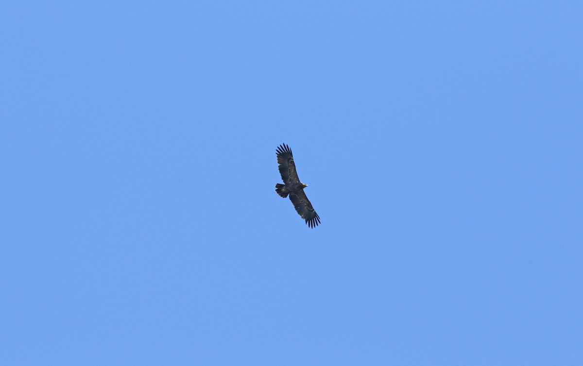 Lesser Spotted Eagle - ML620112129