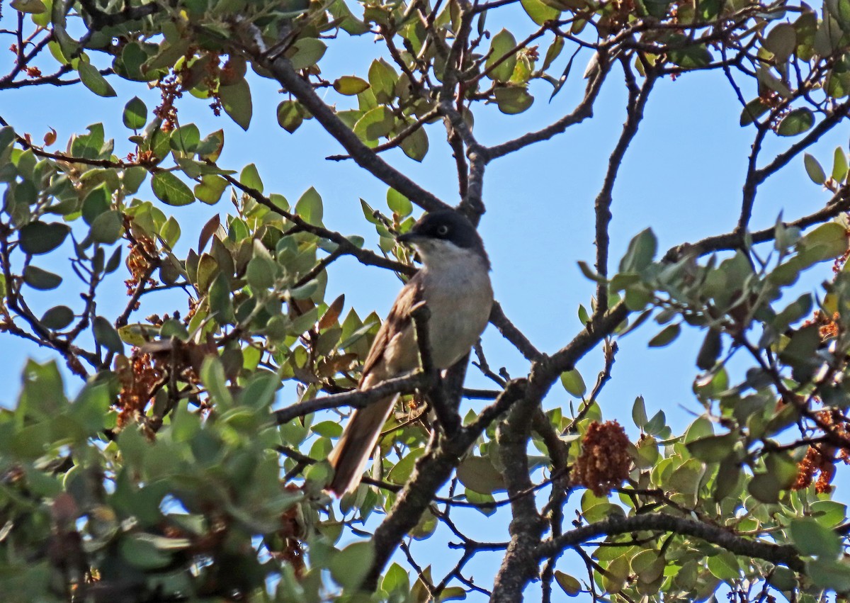 Western Orphean Warbler - ML620112136