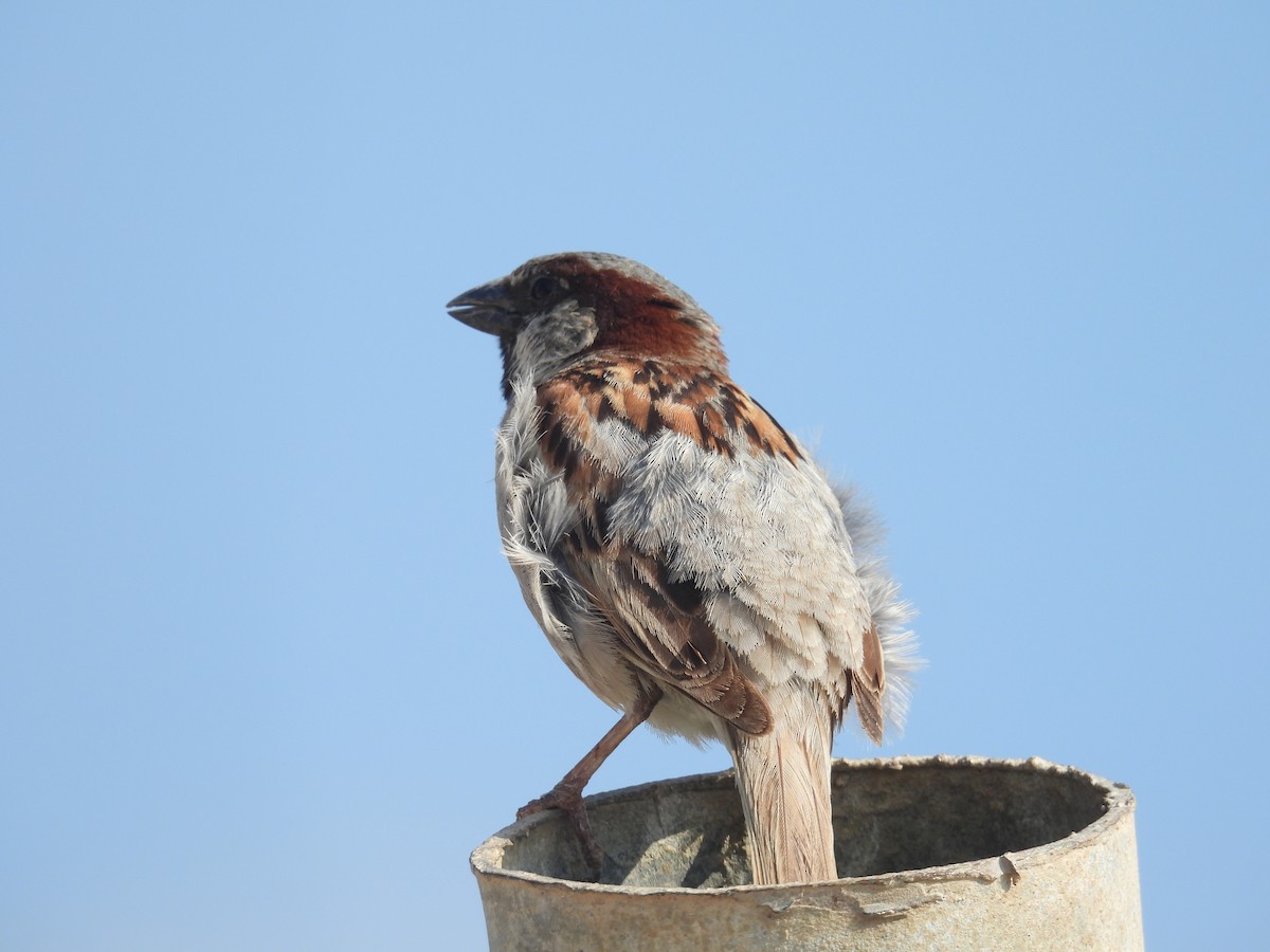 House Sparrow - ML620112141