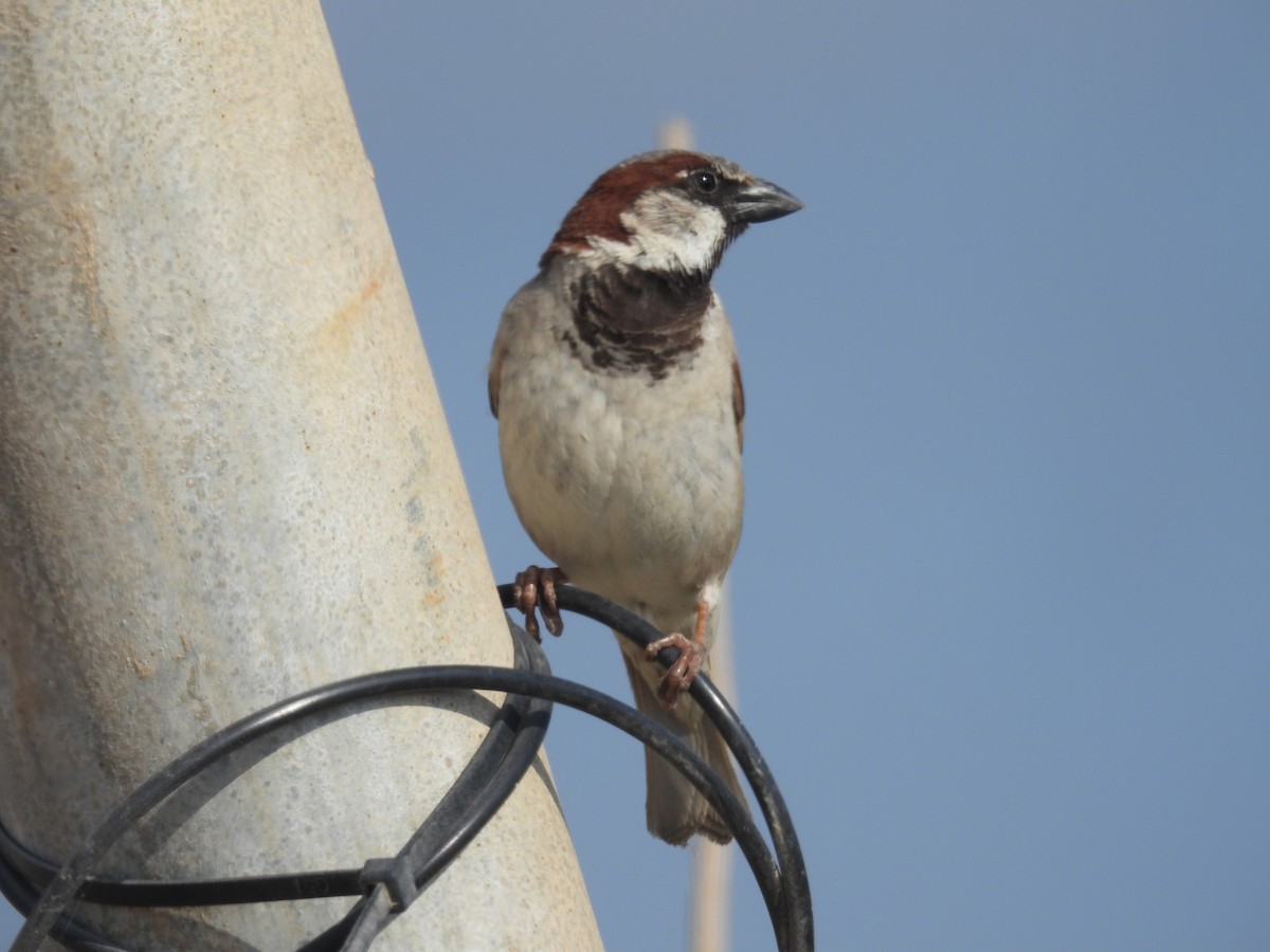 House Sparrow - ML620112144