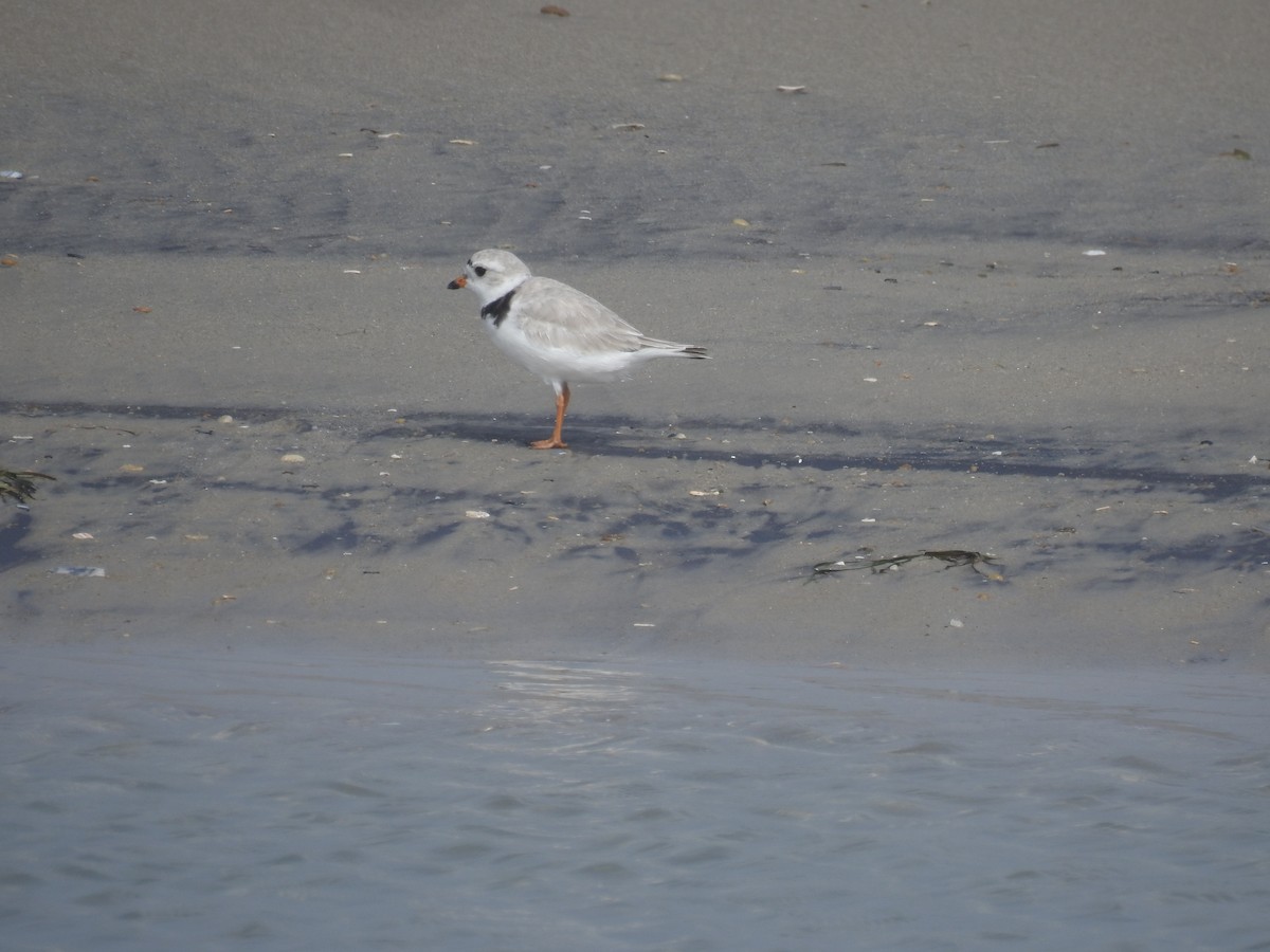 Piping Plover - ML620112149