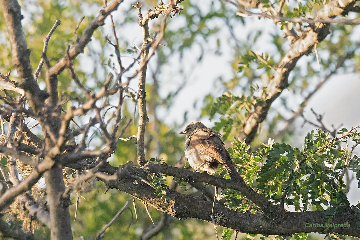 Grayish Baywing - ML620112153