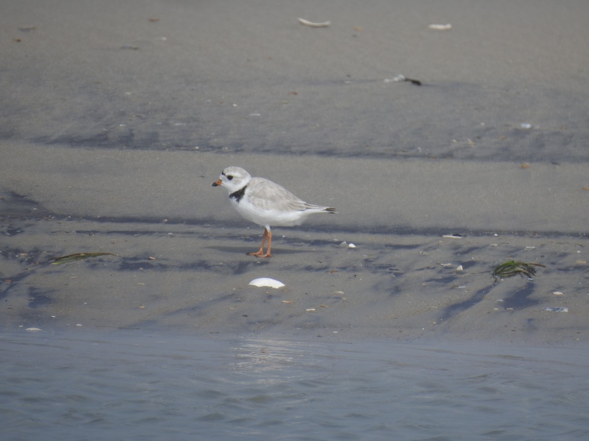 Piping Plover - ML620112155