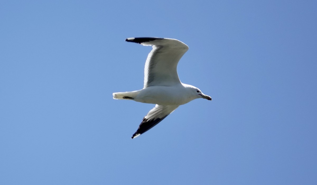 California Gull - ML620112164