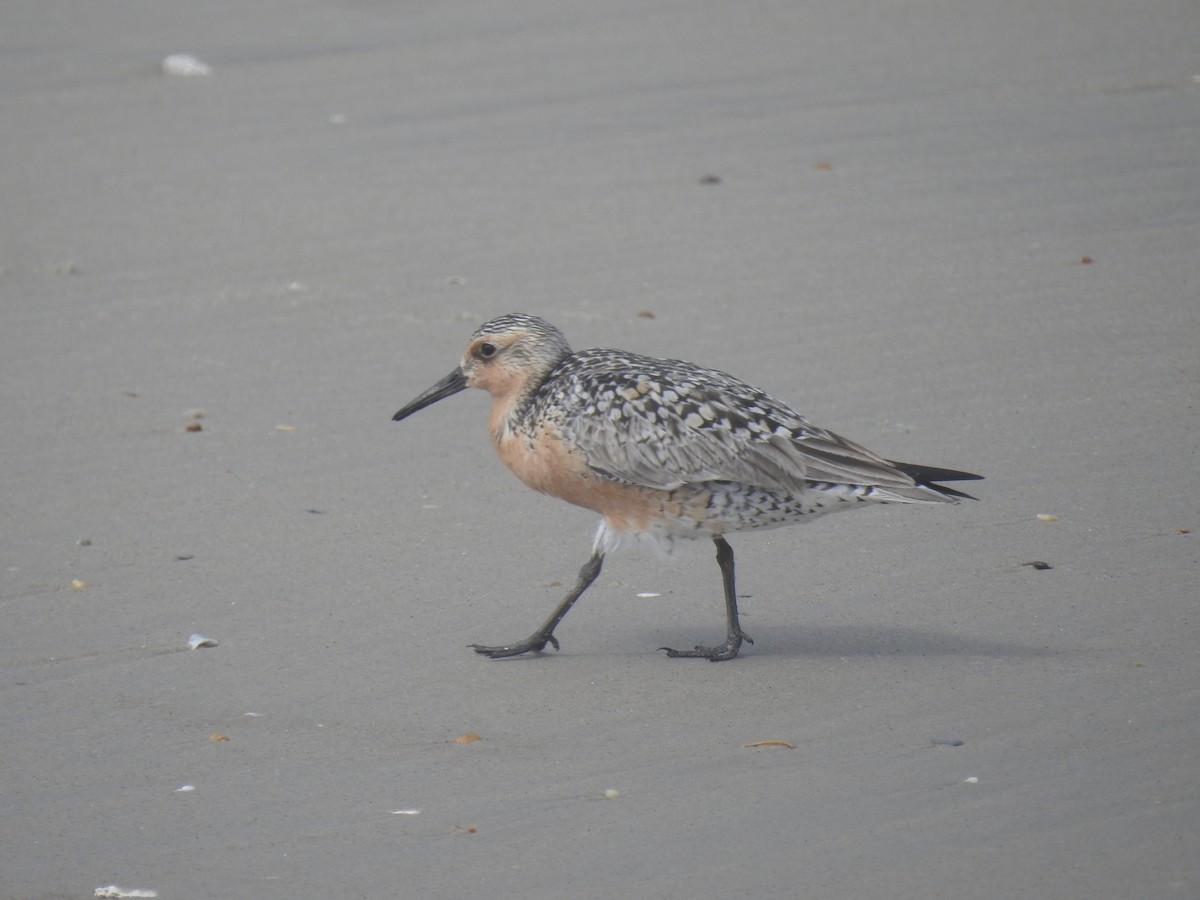 Red Knot - ML620112168