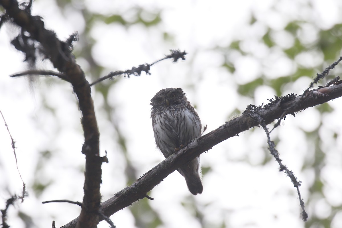 Eurasian Pygmy-Owl - ML620112173