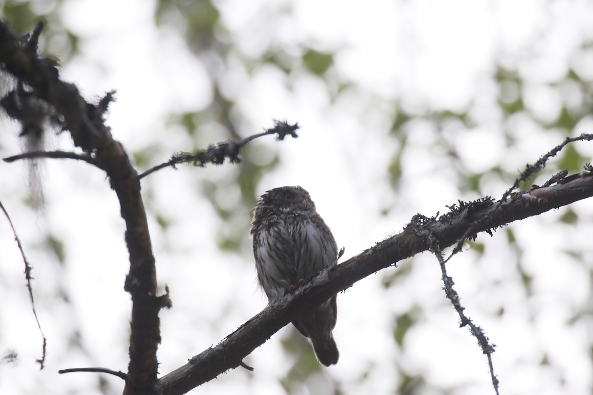 Eurasian Pygmy-Owl - ML620112174