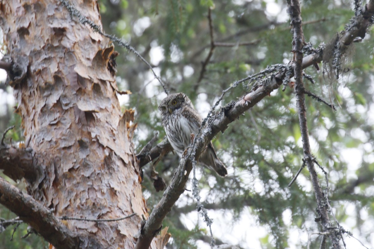 Eurasian Pygmy-Owl - ML620112175