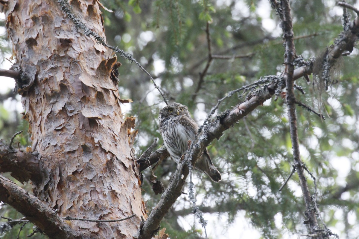Eurasian Pygmy-Owl - ML620112176