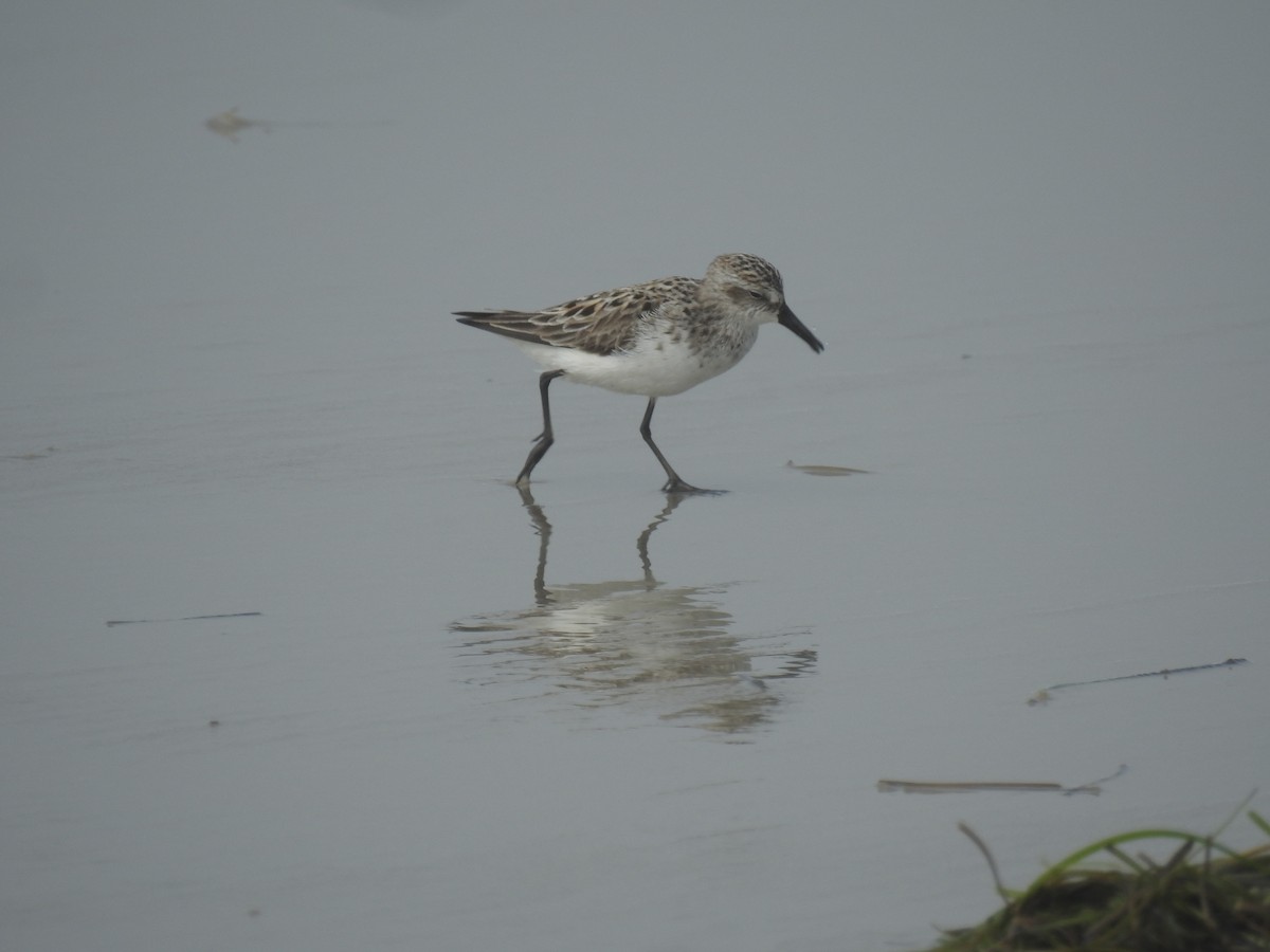 Semipalmated Sandpiper - ML620112205