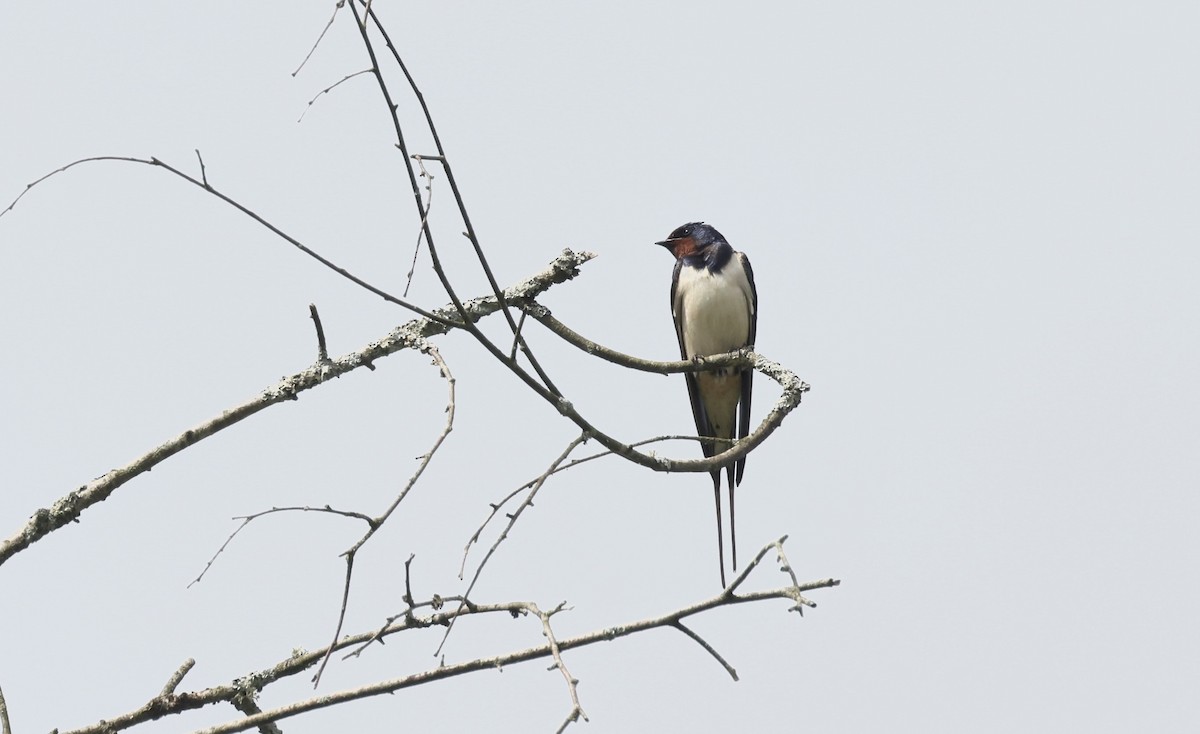 Barn Swallow - ML620112206