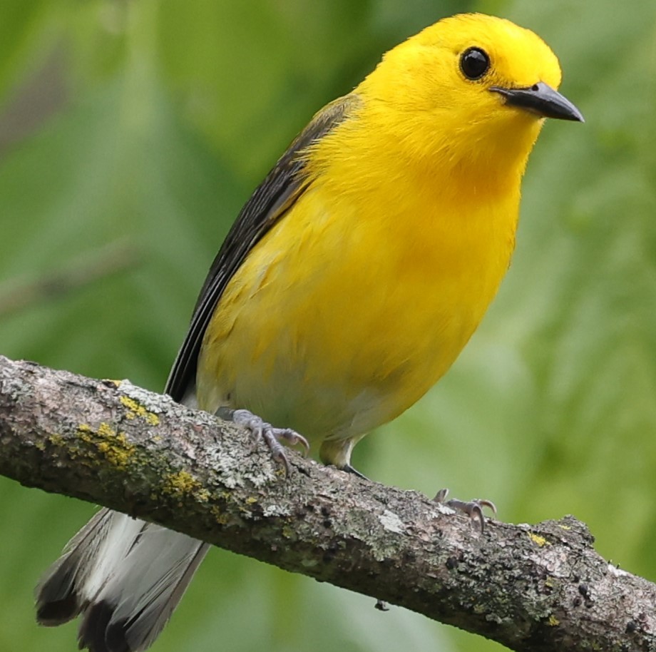 Prothonotary Warbler - ML620112210