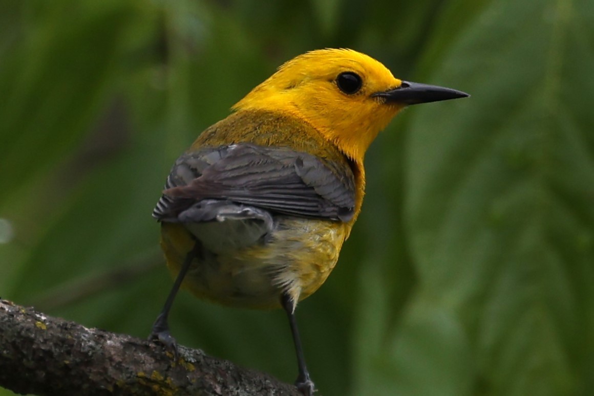 Prothonotary Warbler - ML620112211
