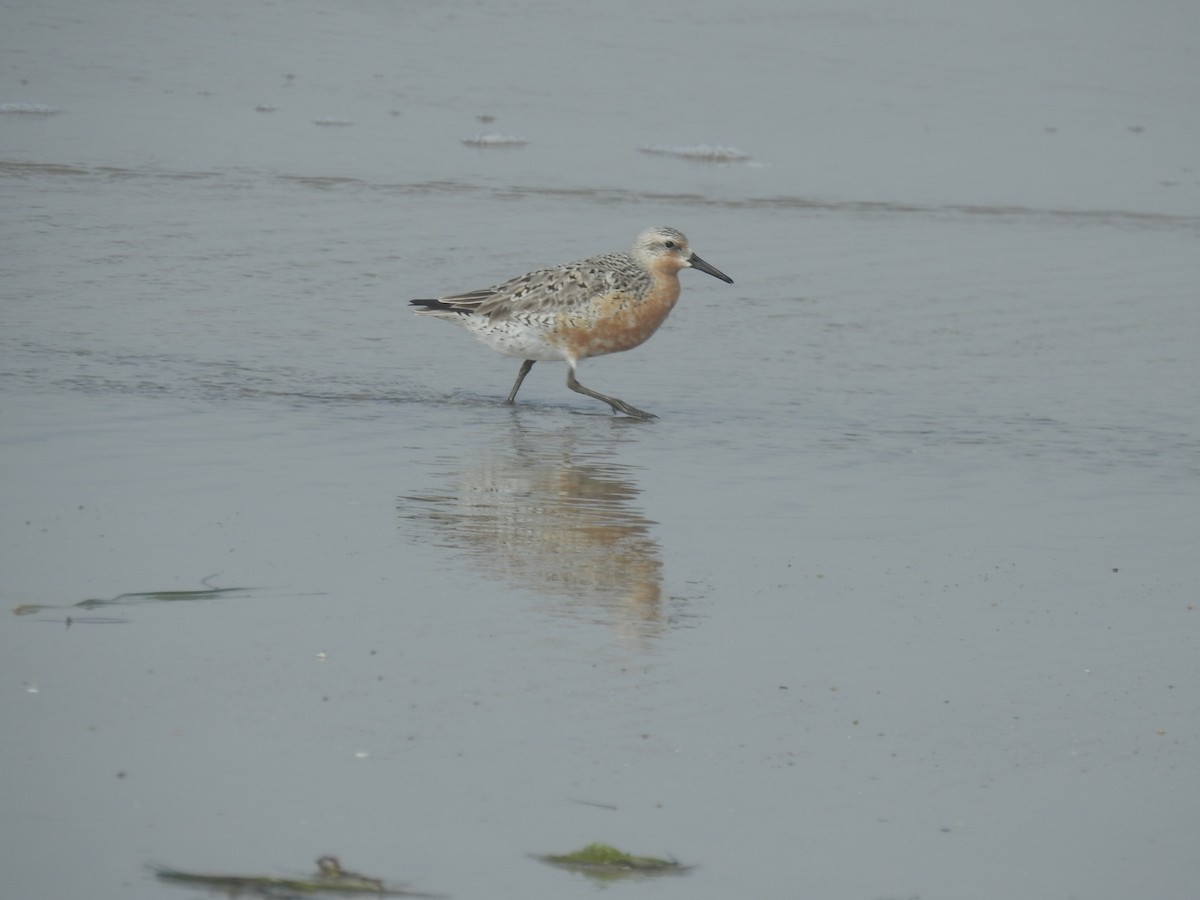 Red Knot - ML620112212