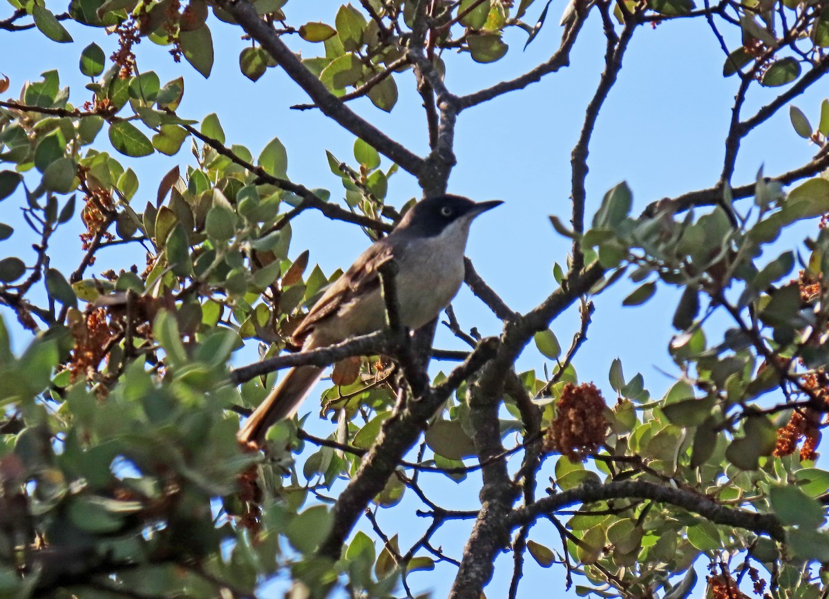 Western Orphean Warbler - ML620112213