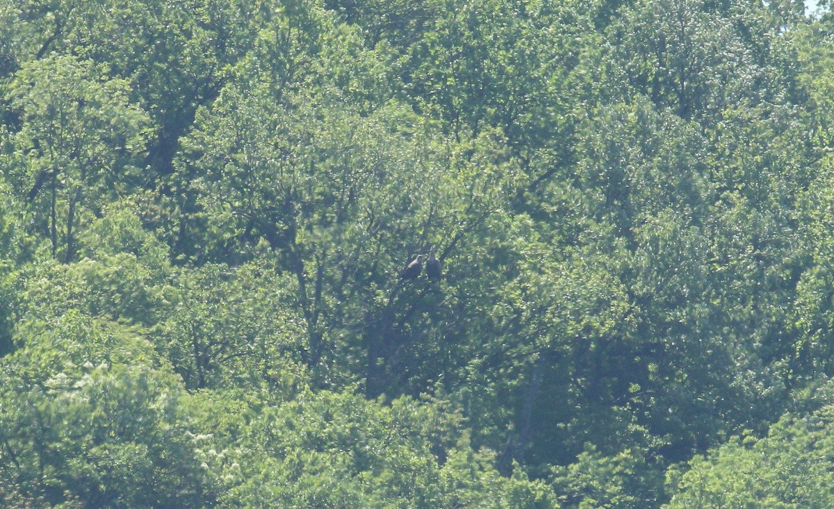 White-tailed Eagle - ML620112215