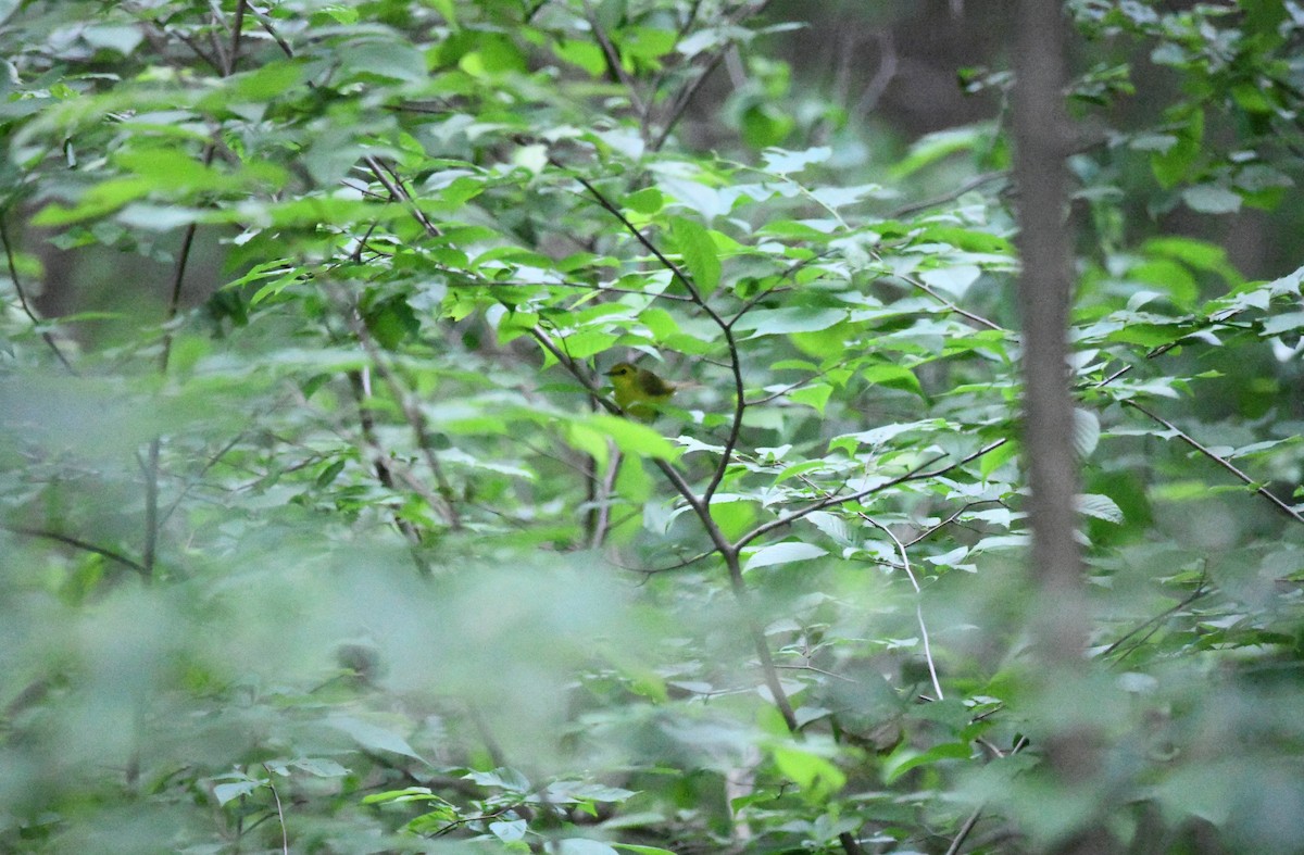 Hooded Warbler - ML620112216