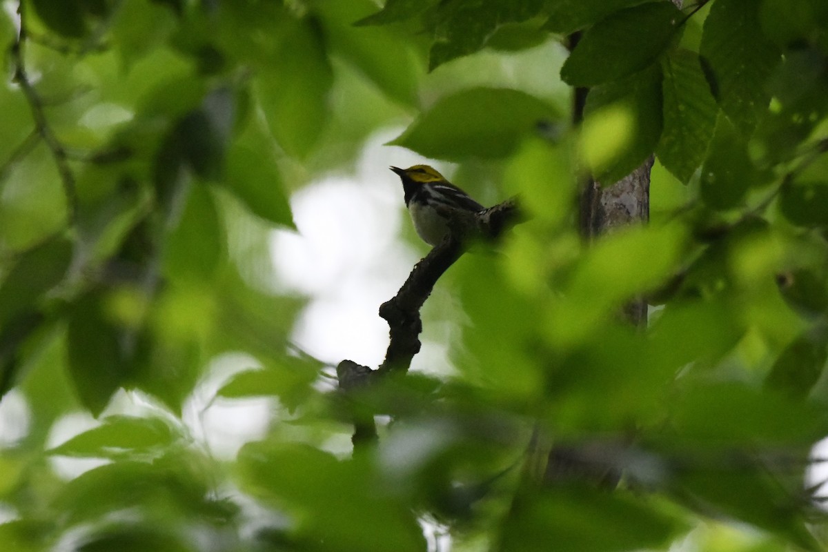 Black-throated Green Warbler - ML620112228