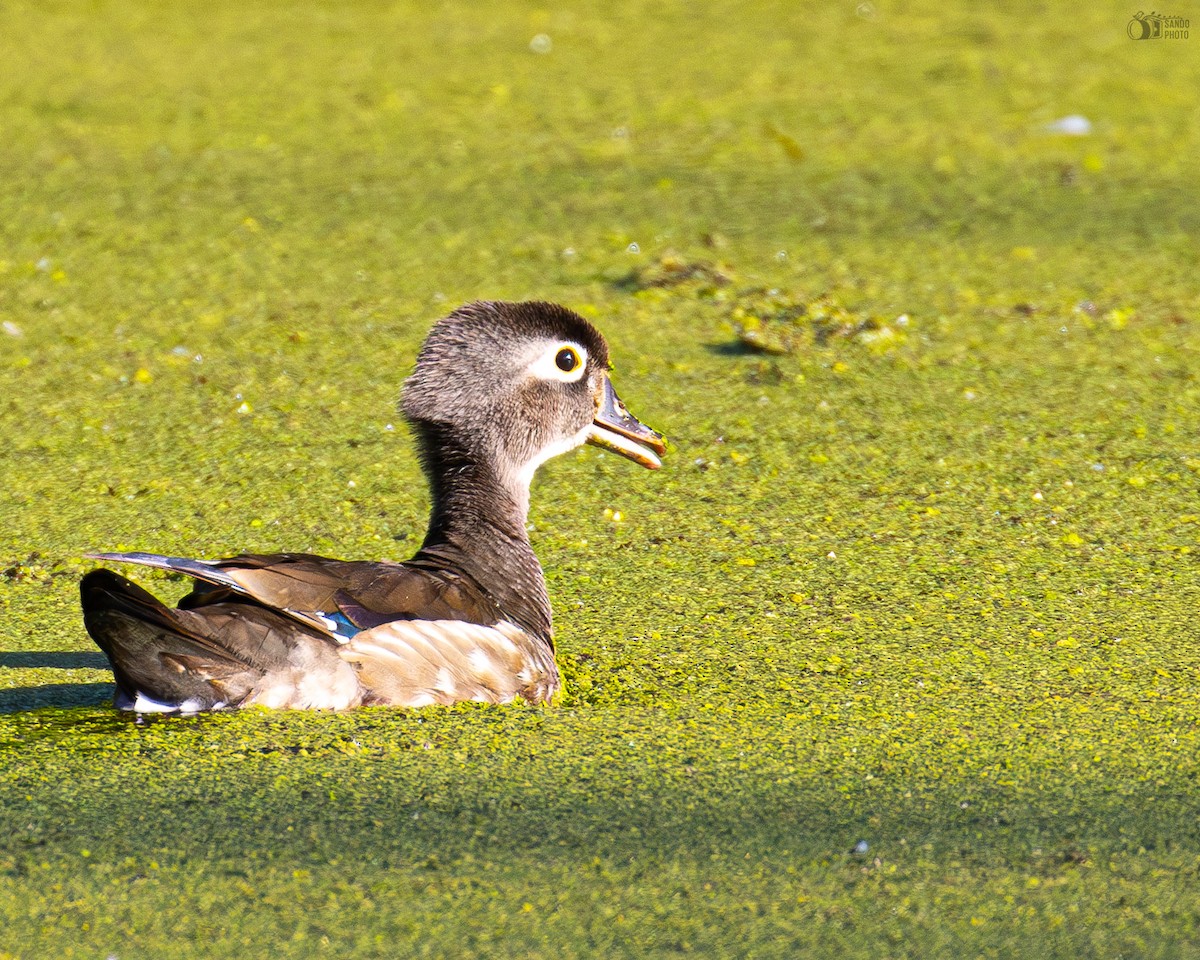 Wood Duck - ML620112229