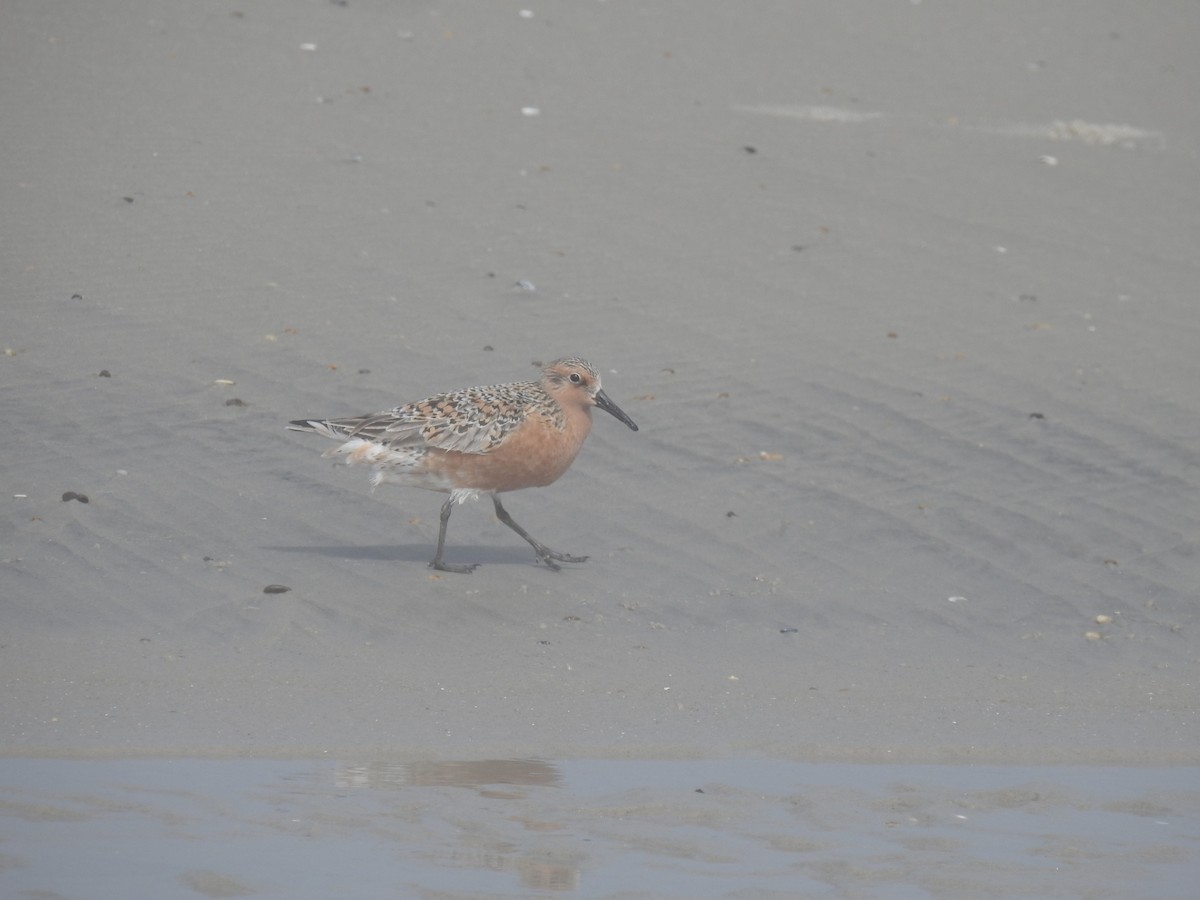 Red Knot - ML620112231