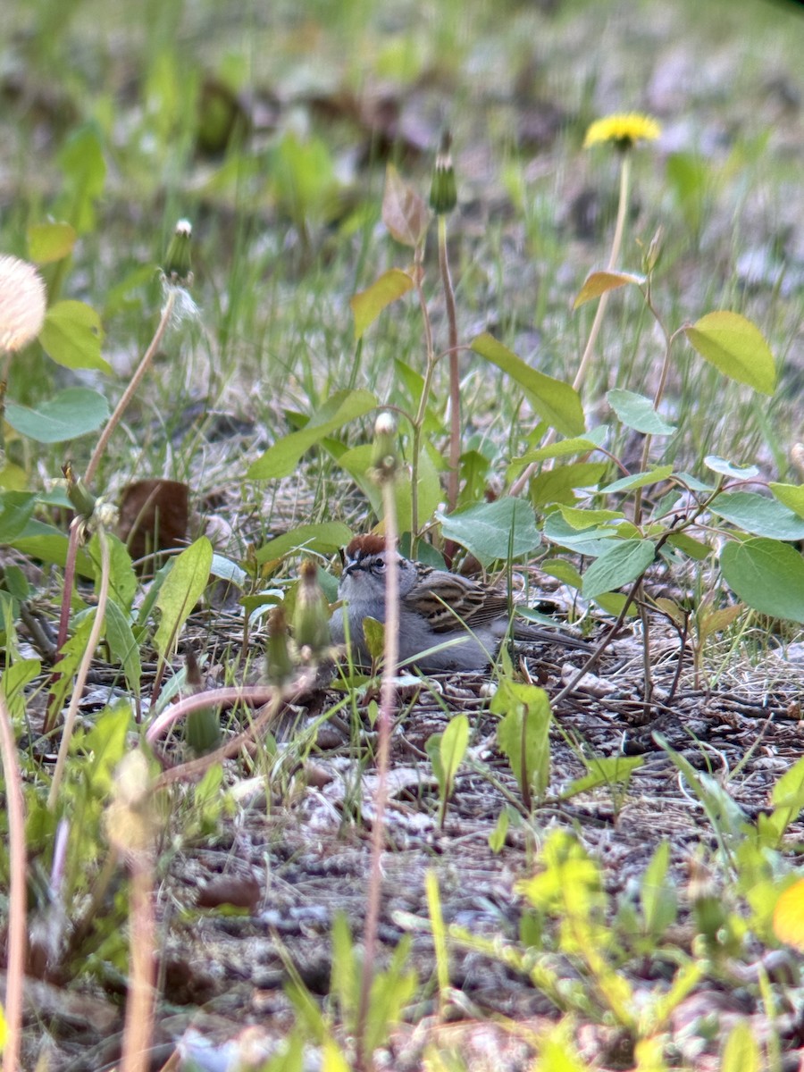 Chipping Sparrow - ML620112237