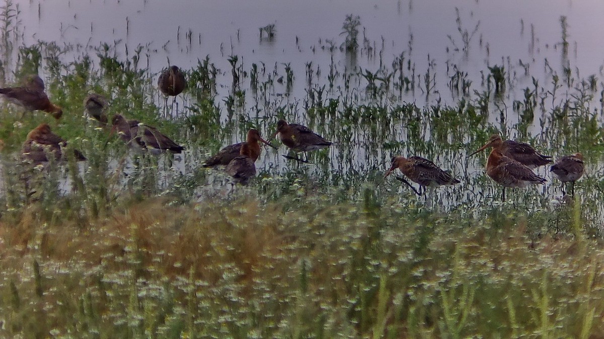 Black-tailed Godwit - ML620112249