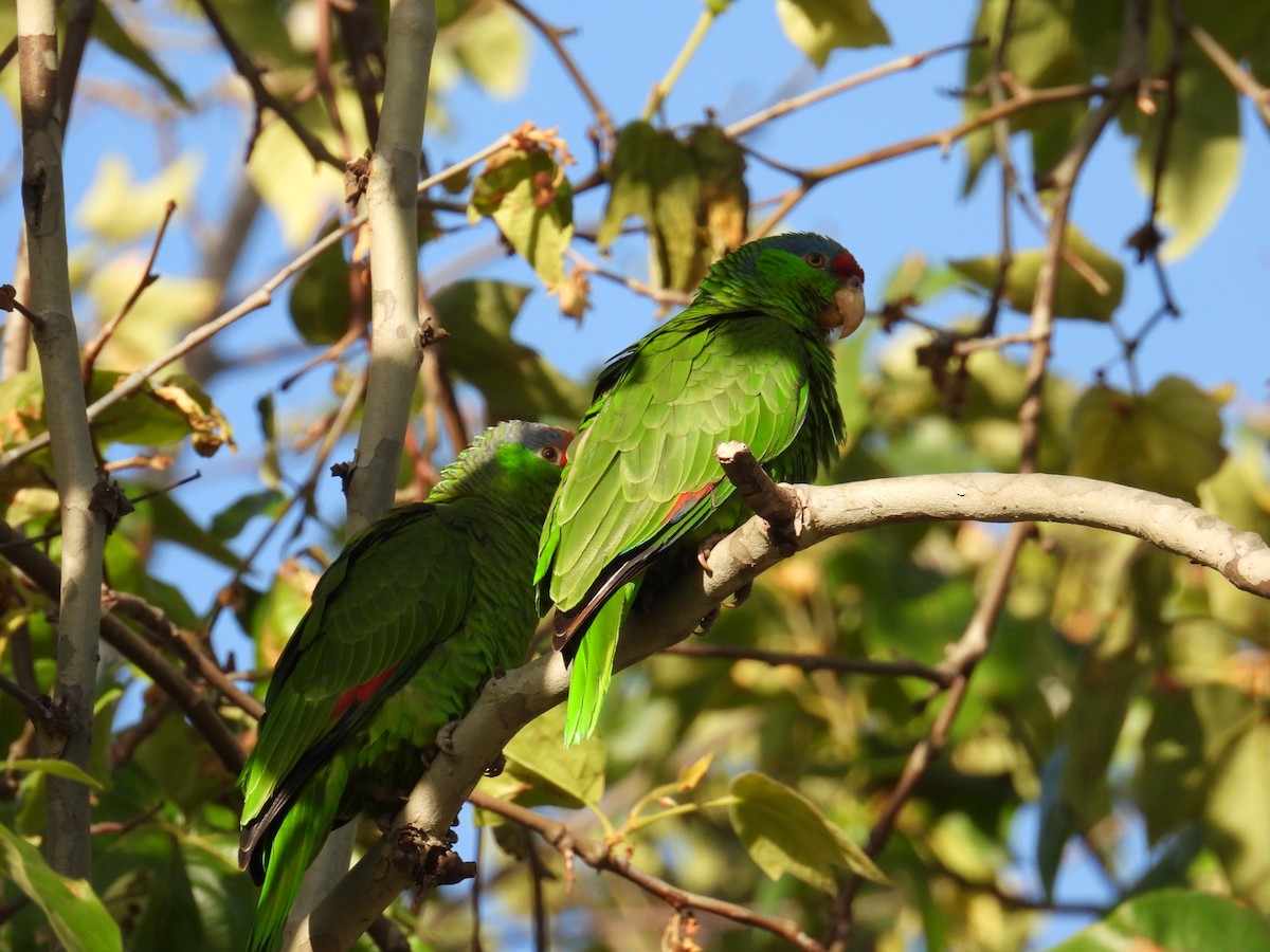 Lilac-crowned Parrot - ML620112258
