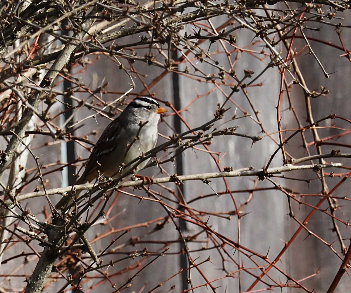 White-crowned Sparrow - ML620112269