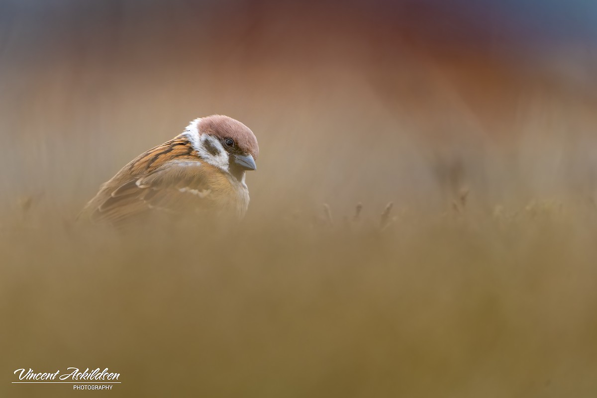 Eurasian Tree Sparrow - ML620112277