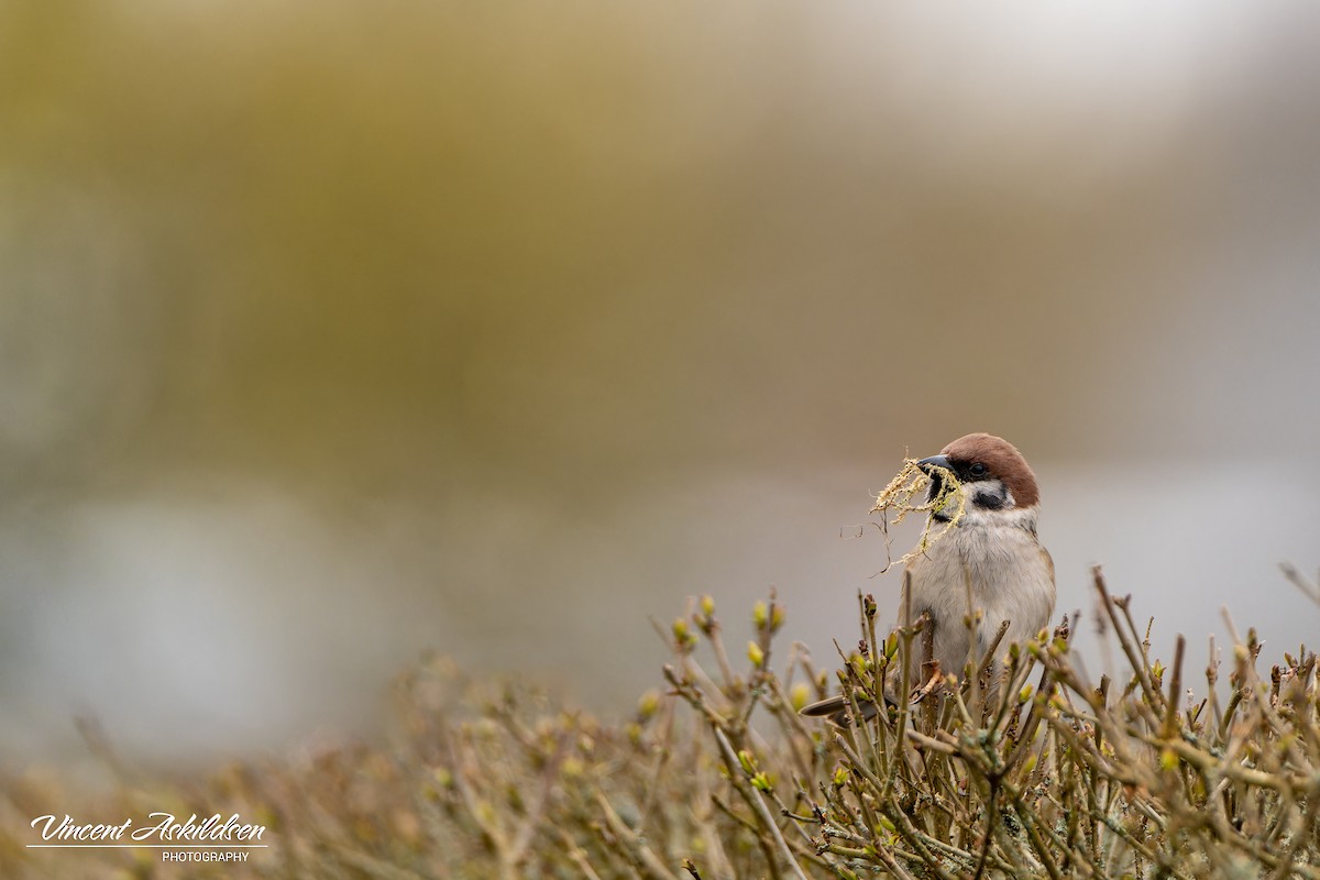 Eurasian Tree Sparrow - ML620112278