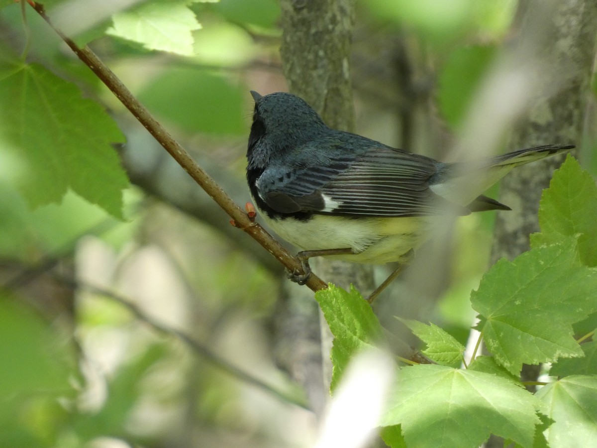 Black-throated Blue Warbler - ML620112287