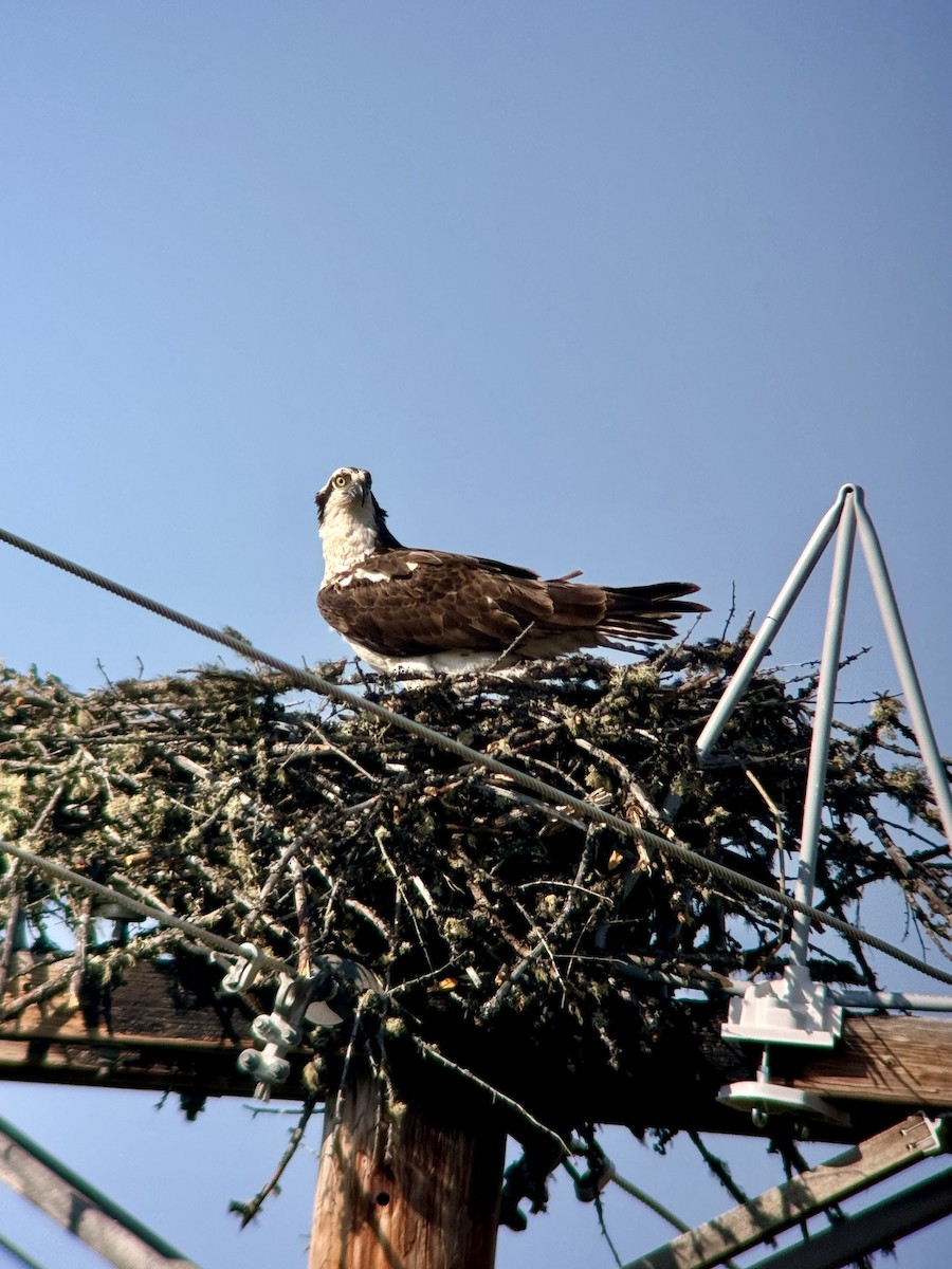 Águila Pescadora - ML620112289