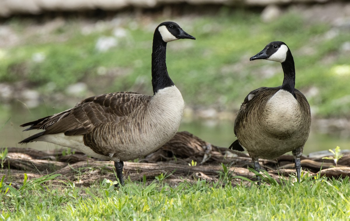 Canada Goose - ML620112290