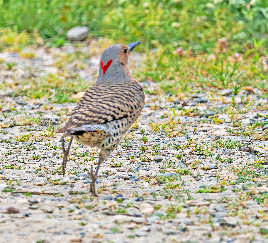 Northern Flicker (Yellow-shafted) - ML620112297