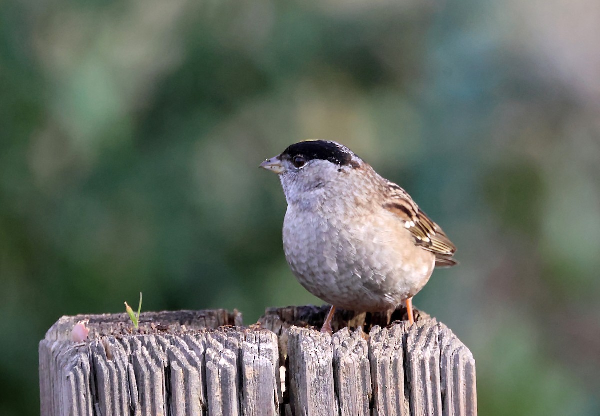 Golden-crowned Sparrow - ML620112298