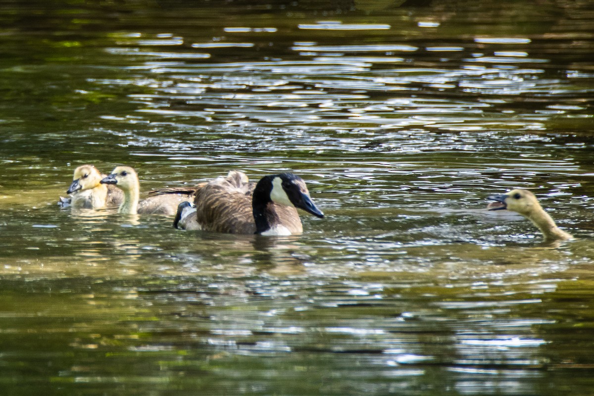 Canada Goose - Dale Bargmann