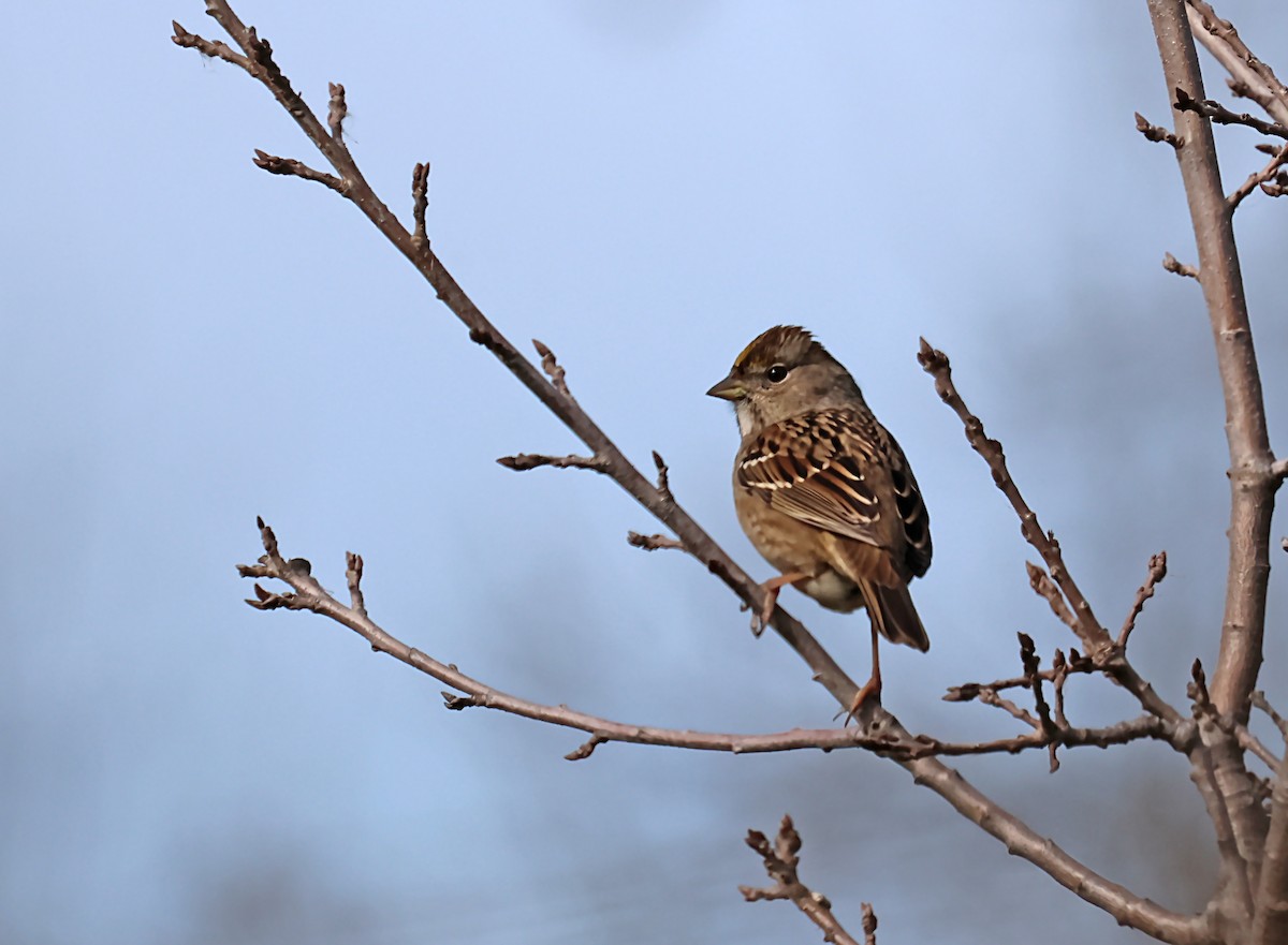 Golden-crowned Sparrow - ML620112301