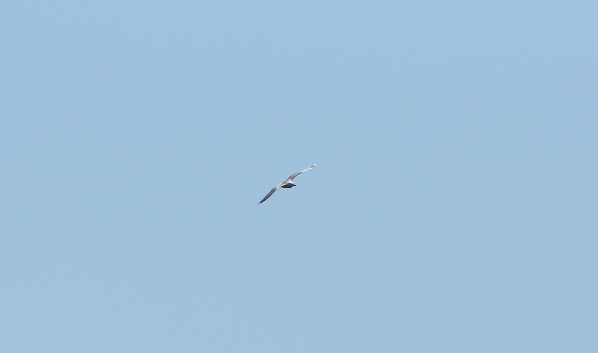 Средиземноморская чайка - ML620112302