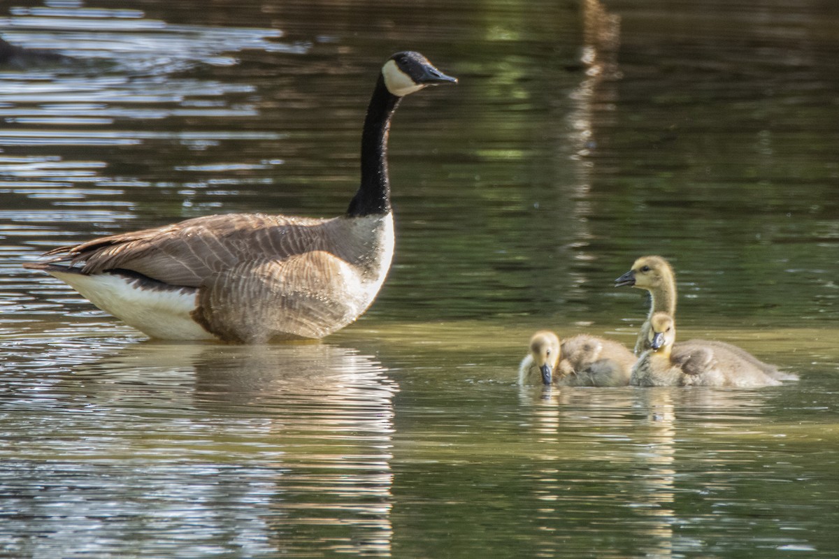 Canada Goose - ML620112303