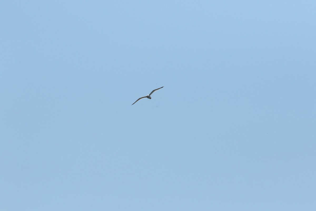 Средиземноморская чайка - ML620112310