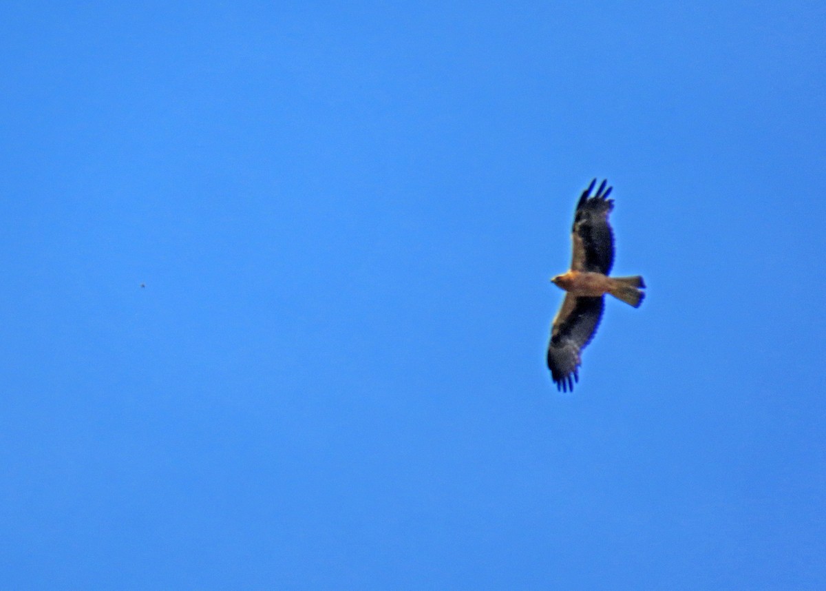 Booted Eagle - ML620112311