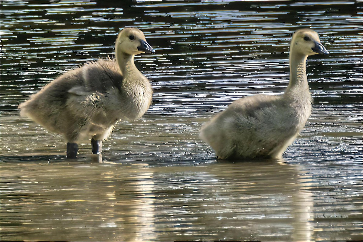 Canada Goose - ML620112312