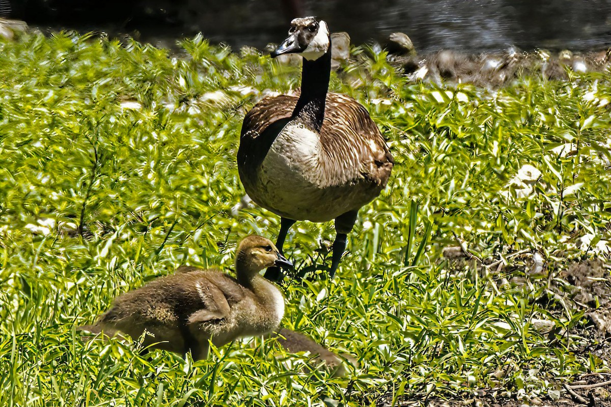 Canada Goose - ML620112318