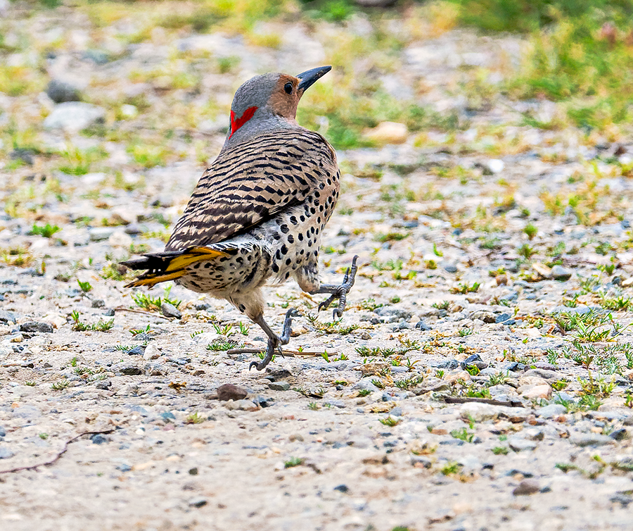 Northern Flicker (Yellow-shafted) - ML620112319