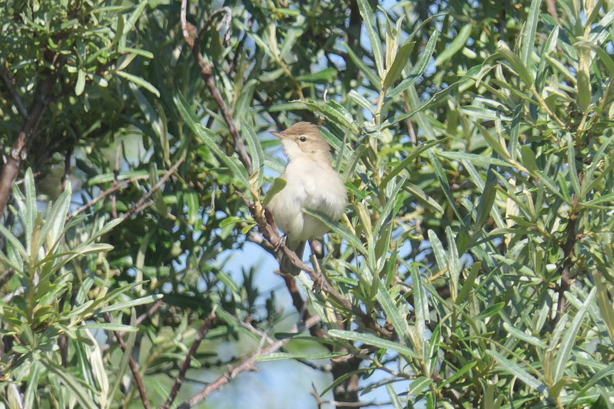 Booted Warbler - ML620112320