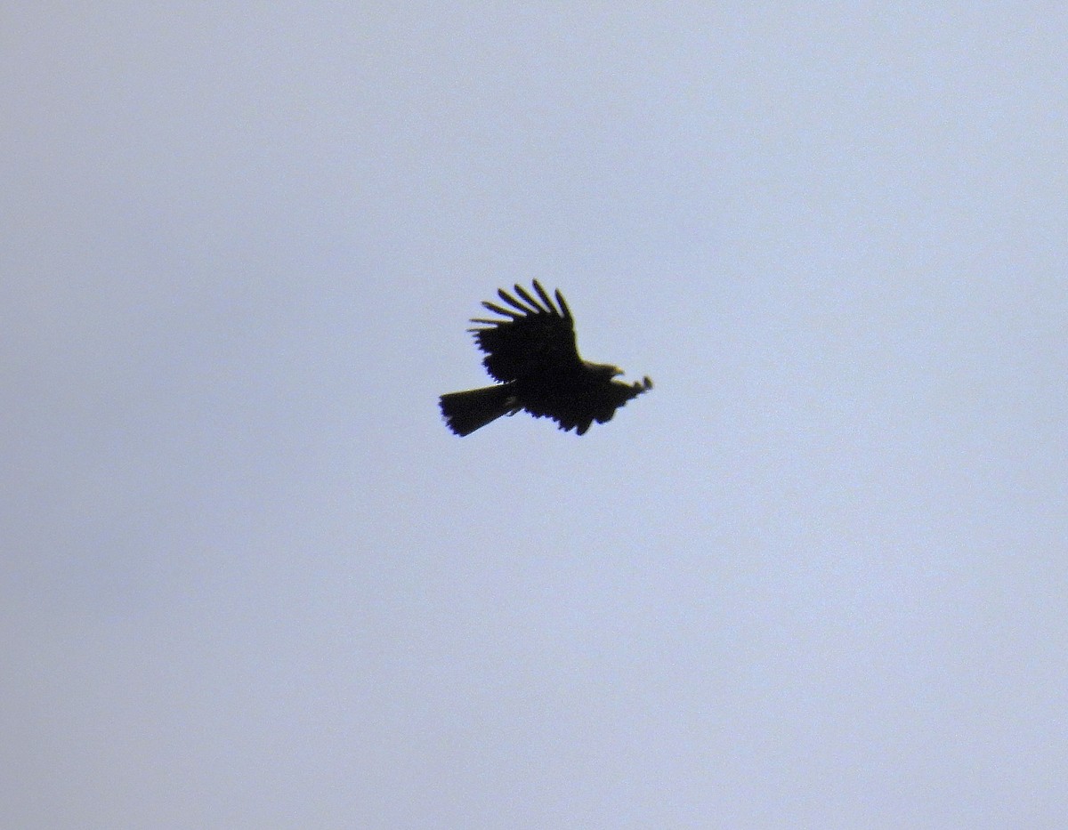 Black Eagle - ML620112324